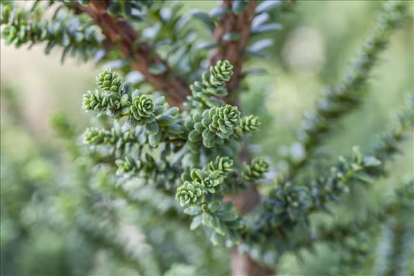 Taxus baccata 'Amersfoort'