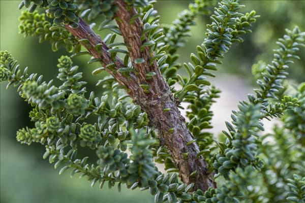 Taxus baccata 'Amersfoort'