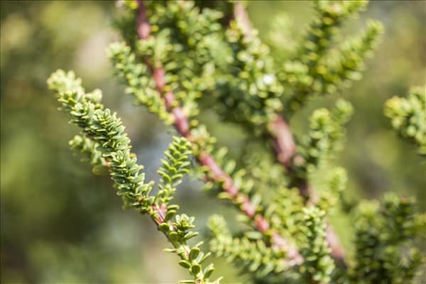 Taxus baccata 'Amersfoort'