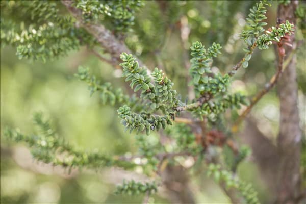 Taxus baccata 'Amersfoort'