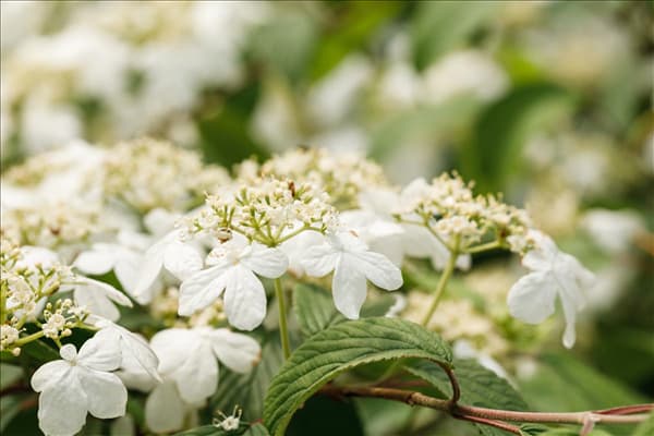 Viburnum plicatum 'Kilimandjaro'®