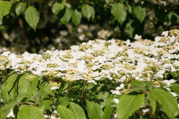Viburnum plicatum 'Kilimandjaro'®