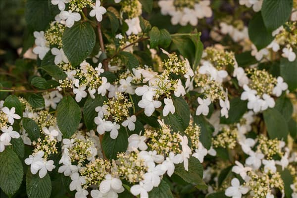 Viburnum plicatum 'Kilimandjaro'®