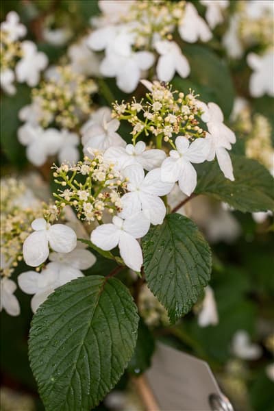 Viburnum plicatum 'Kilimandjaro'®