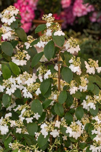 Viburnum plicatum 'Kilimandjaro'®