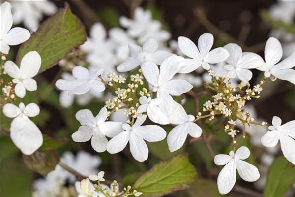 Viburnum plicatum 'Watanabe'