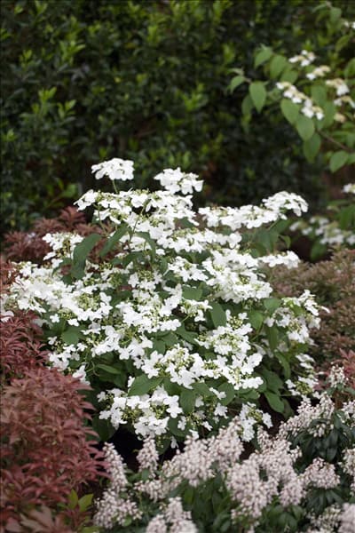 Viburnum plicatum 'Watanabe'