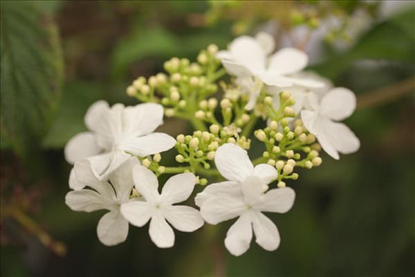 Viburnum plicatum 'Watanabe'