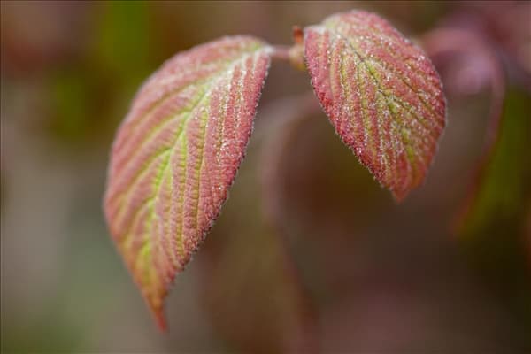 Viburnum plicatum 'Watanabe'