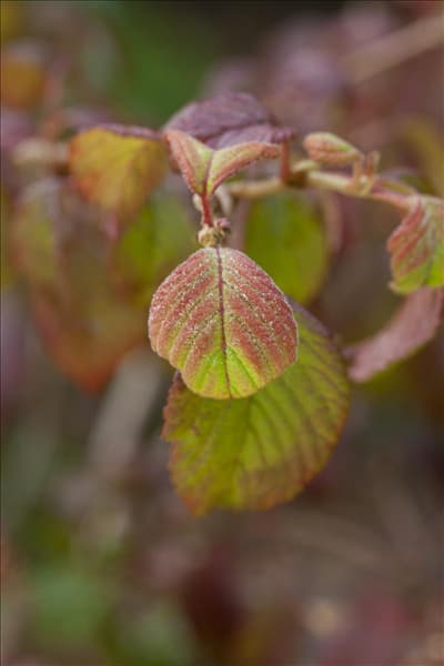Viburnum plicatum 'Watanabe'