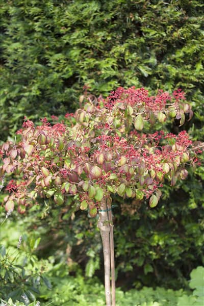 Viburnum plicatum 'Watanabe'