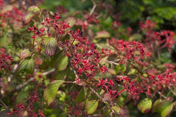 Viburnum plicatum 'Watanabe'