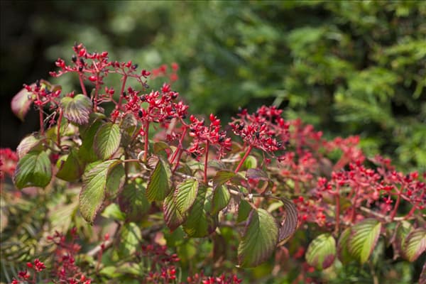 Viburnum plicatum 'Watanabe'