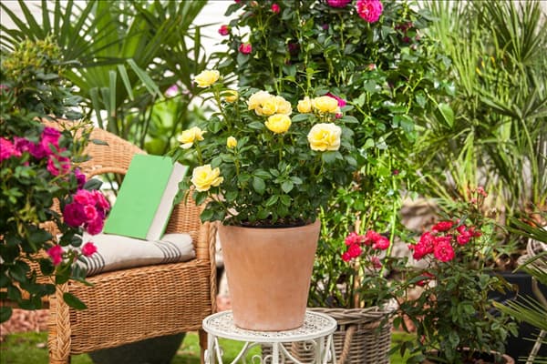 Rosa, gelb