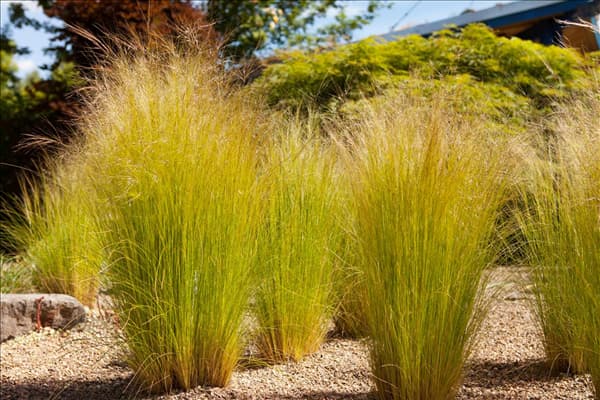 Stipa tenuissima
