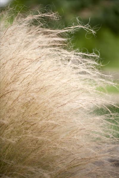 Stipa tenuissima