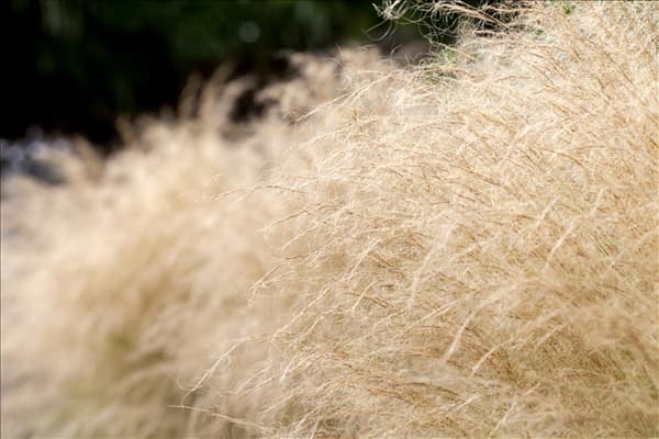 Stipa tenuissima
