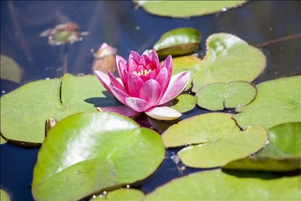 Nymphaea