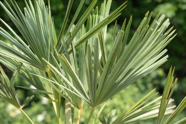 Trachycarpus fortunei