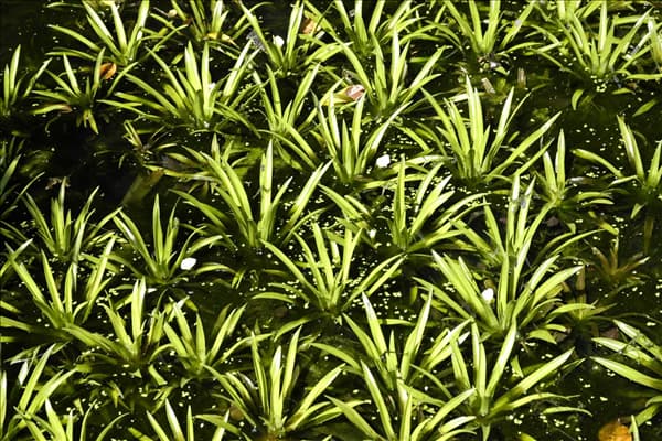 Stratiotes aloides