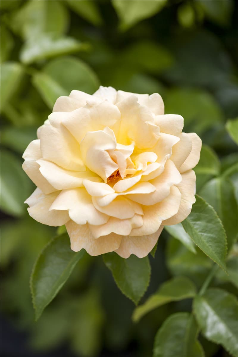 Strauchrose Strauchrose
