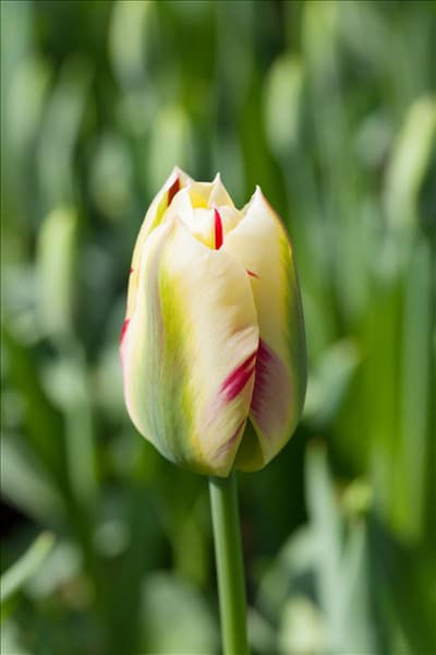 Tulipa viridiflora
