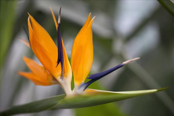 Strelitzia reginae