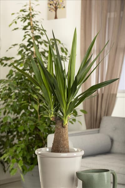 Yucca elephantipes 'Maya Tree'