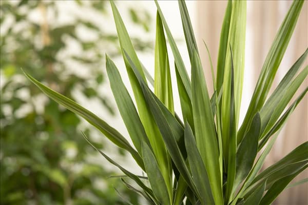 Yucca elephantipes 'Maya Tree'