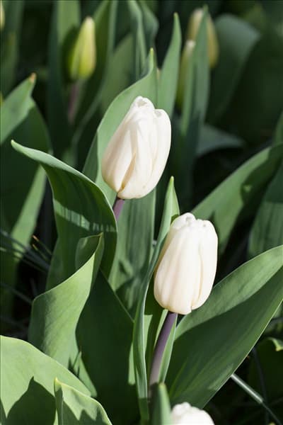 Tulipa 'White Flag'