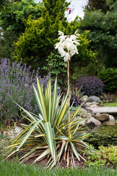 Yucca filamentosa 'Color Guard'