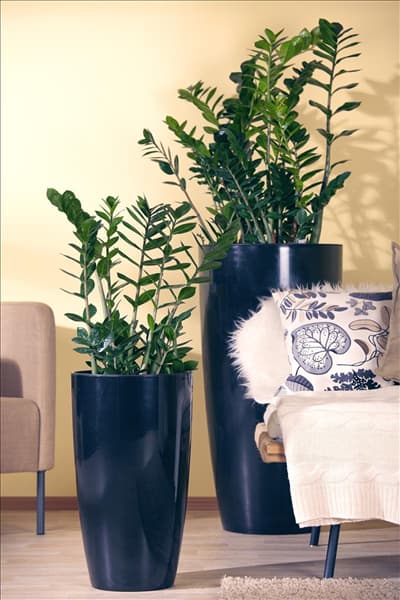 Zamioculcas zamiifolia
