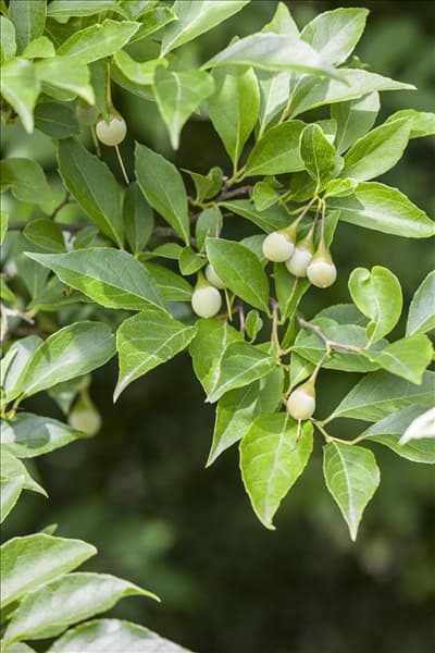 Styrax japonicus