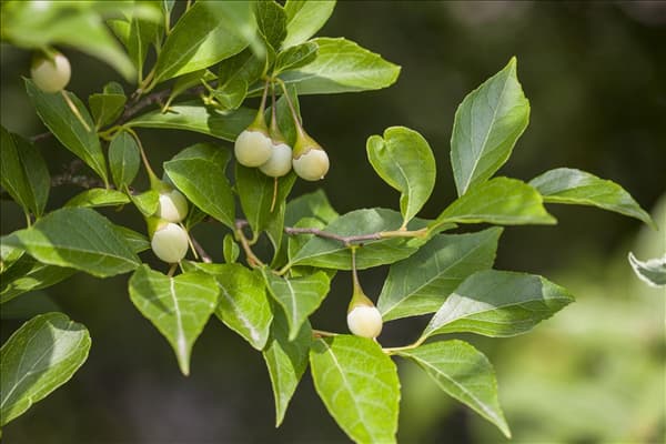 Styrax japonicus