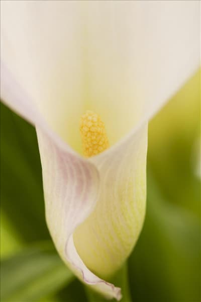 Zantedeschia aethiopica