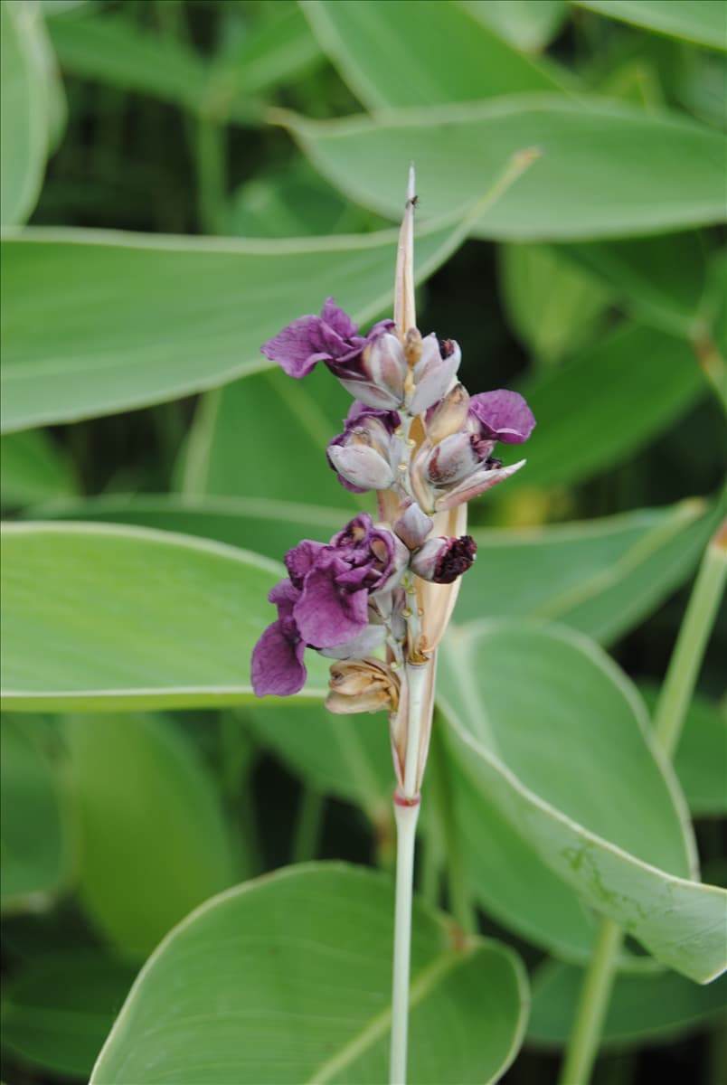 Thalia dealbata
