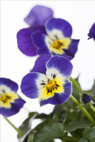 Viola cornuta