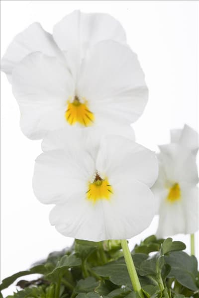 Viola cornuta
