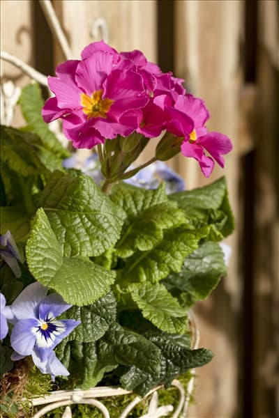 Viola cornuta