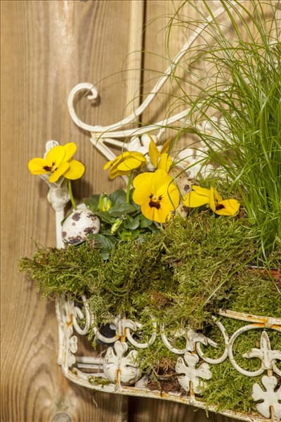 Viola cornuta