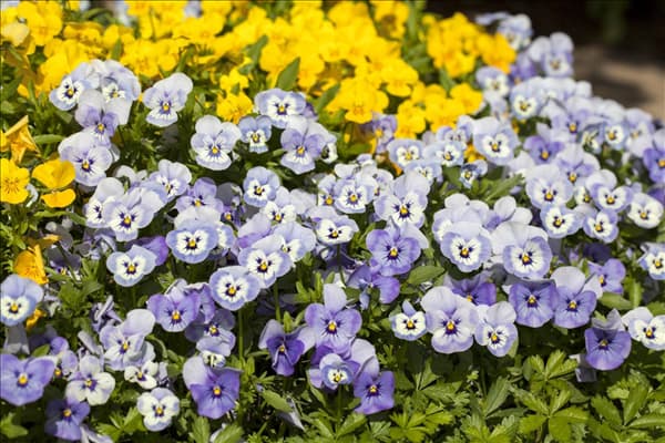 Viola cornuta