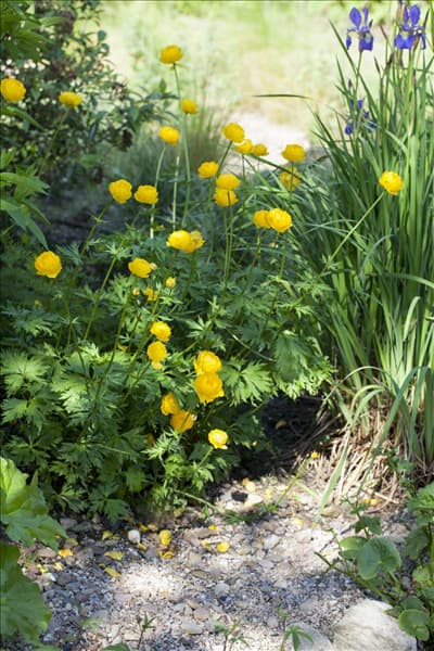 Trollius europaeus