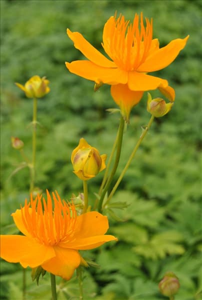 Trollius europaeus