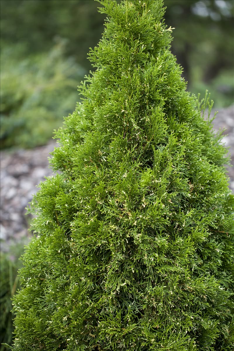 Thuja occidentalis