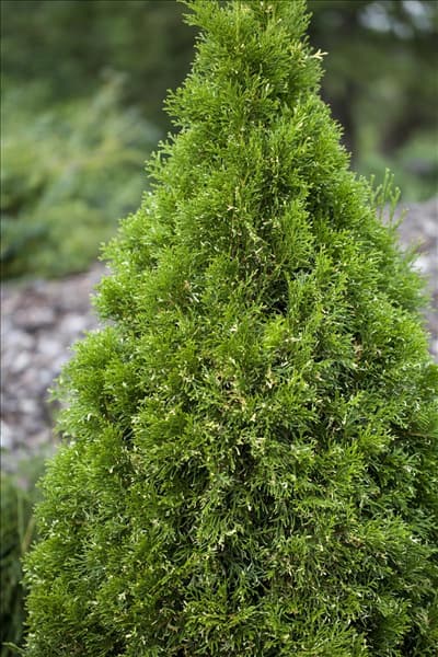 Thuja occidentalis
