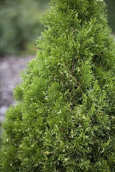 Thuja occidentalis