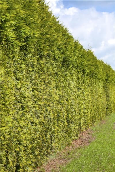 Thuja occidentalis