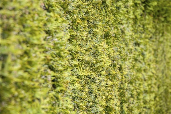 Thuja occidentalis