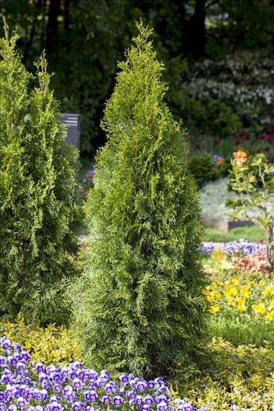 Thuja occidentalis