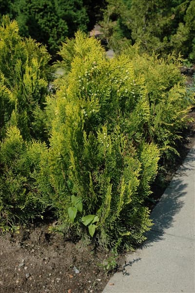 Thuja occidentalis 'Aurea Nana'
